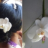 fleurs coiffures
